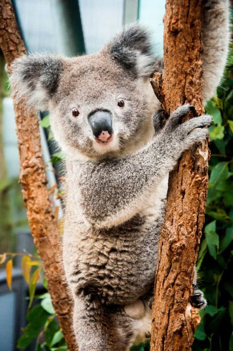 An Australian Koala climbing a tree